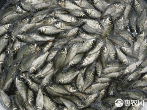 草鱼鲫鱼花鲢武昌鱼苗批发