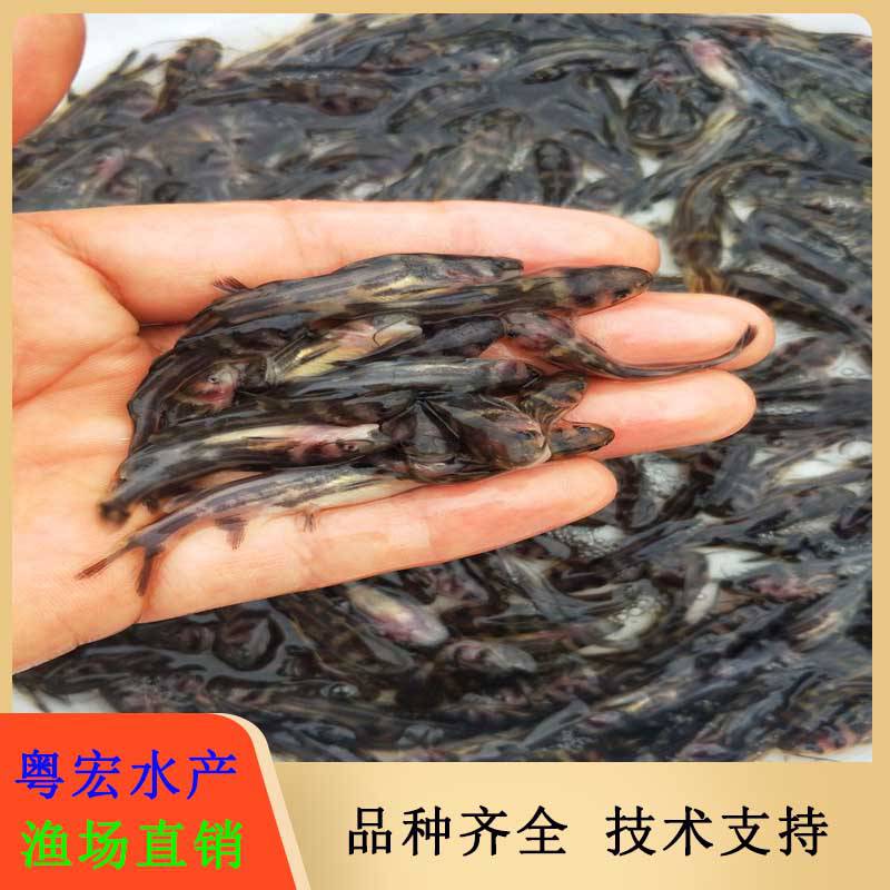 【楚雄淡水黄骨鱼苗 批发市场黄辣丁鱼苗 黄腊丁鱼苗图片】楚雄淡水黄骨鱼苗 批发市场黄辣丁鱼苗 黄腊丁鱼苗