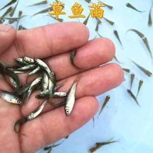 鱼苗批发桂花